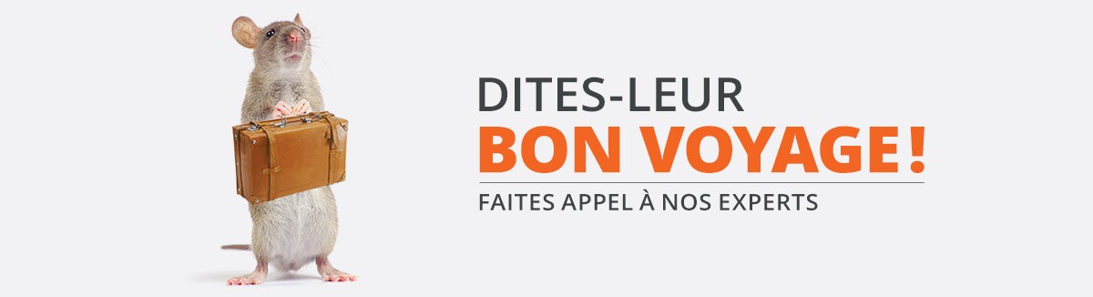 Dératisation, rats, souris, rongeurs